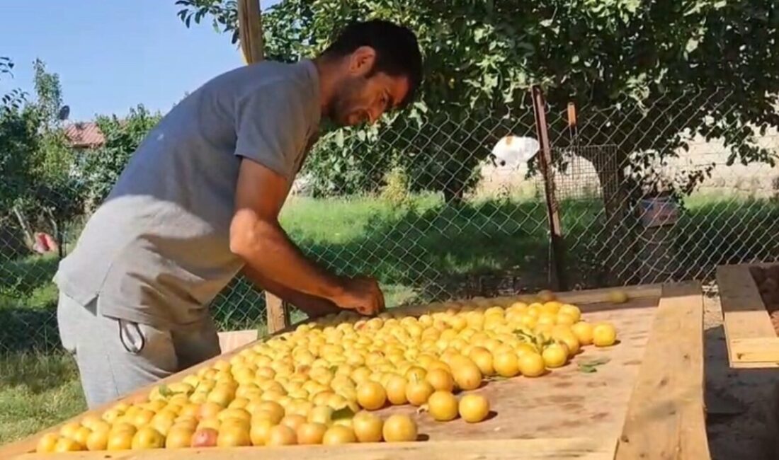 Iğdır’da vatandaşlar, bahçelerinden topladıkları erik, elma ve kayısıları 40 dereceyi