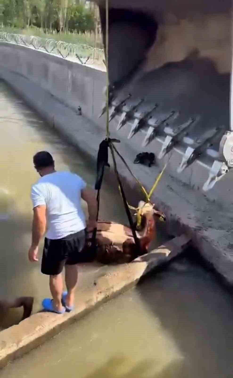 Iğdır’ın Çalpala köyünde su kanalı etrafında otlarken dengesini kaybedip suya