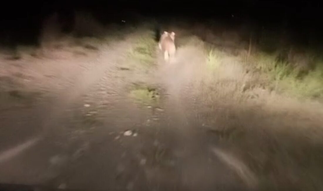 Iğdır’ın Kırçiçeği köyünde köye inen ayıyı fark eden vatandaşlar, önce