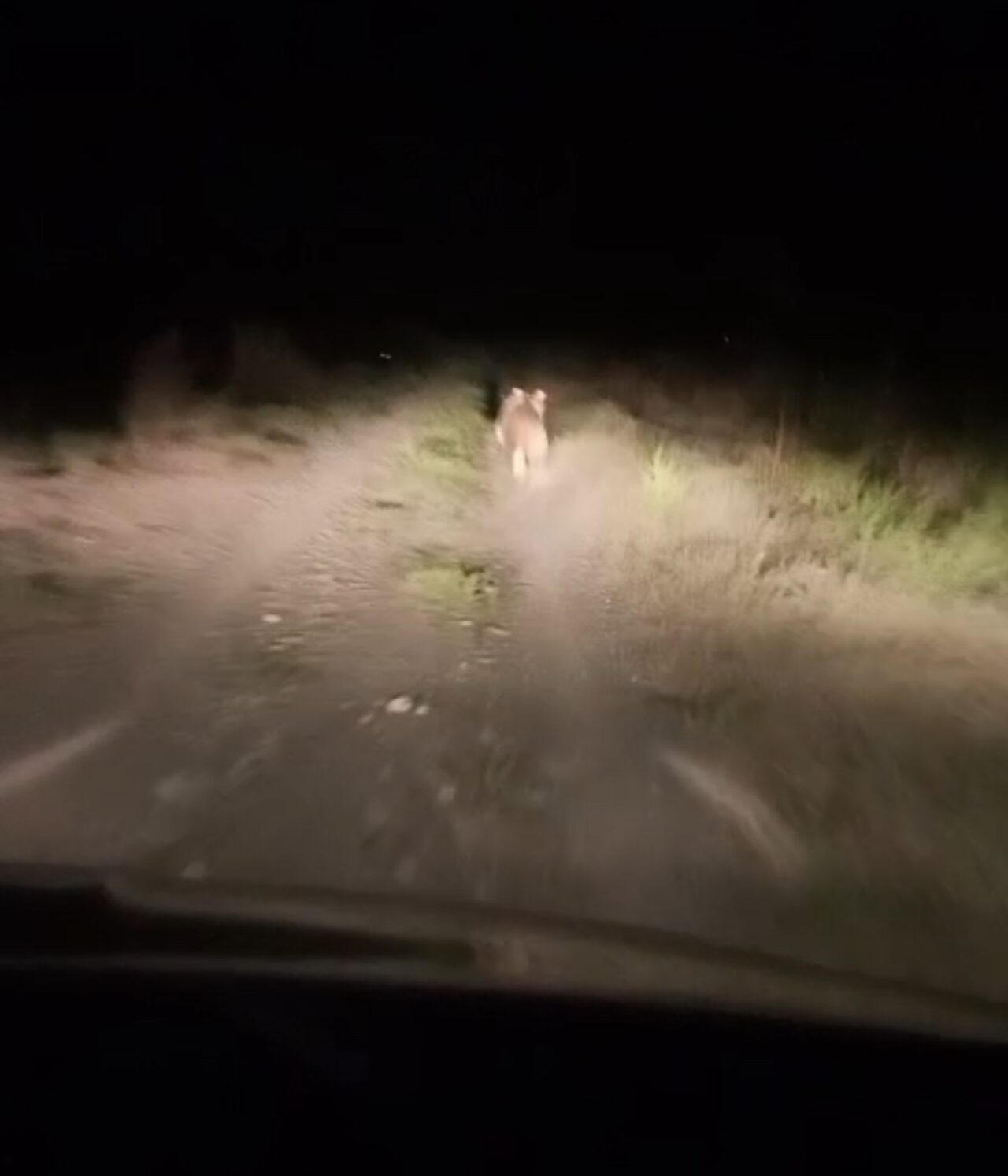Iğdır’ın Kırçiçeği köyünde köye inen ayıyı fark eden vatandaşlar, önce
