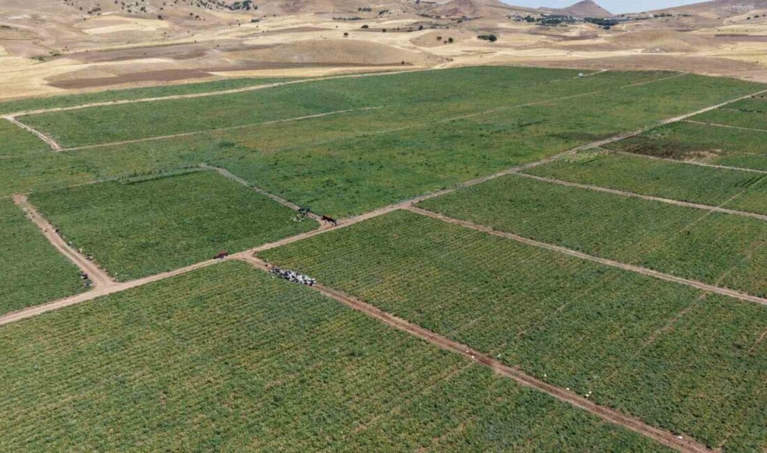 Elazığ’da 2 bin dönümde 600 işçinin emeği ile toplanan domates