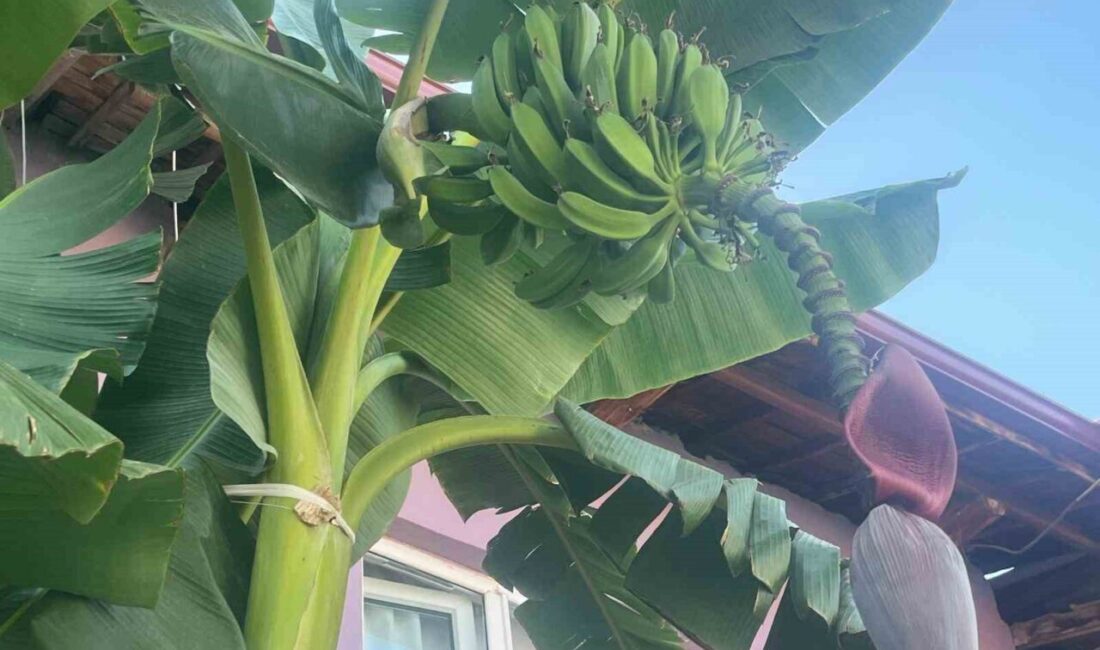 Denizli’nin Buldan ilçesinde dokumacılık yapan Hasan Esen, 2 yıl önce