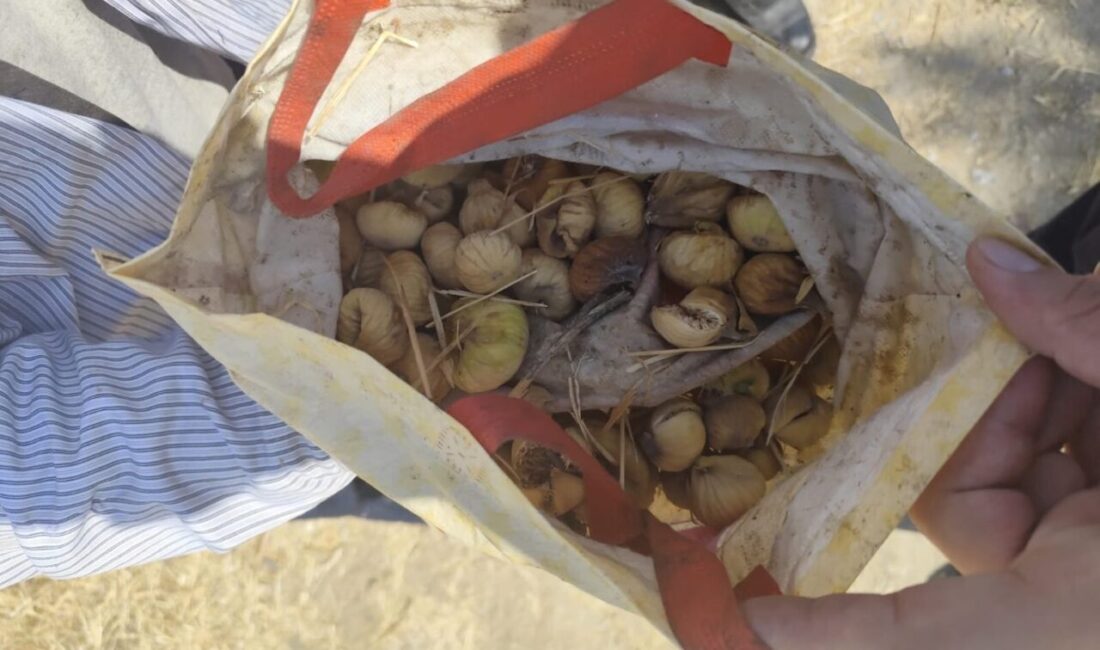 Aydın’ın Koçarlı ilçesinde bir bahçeden incir çalan şahıs jandarma ekipleri