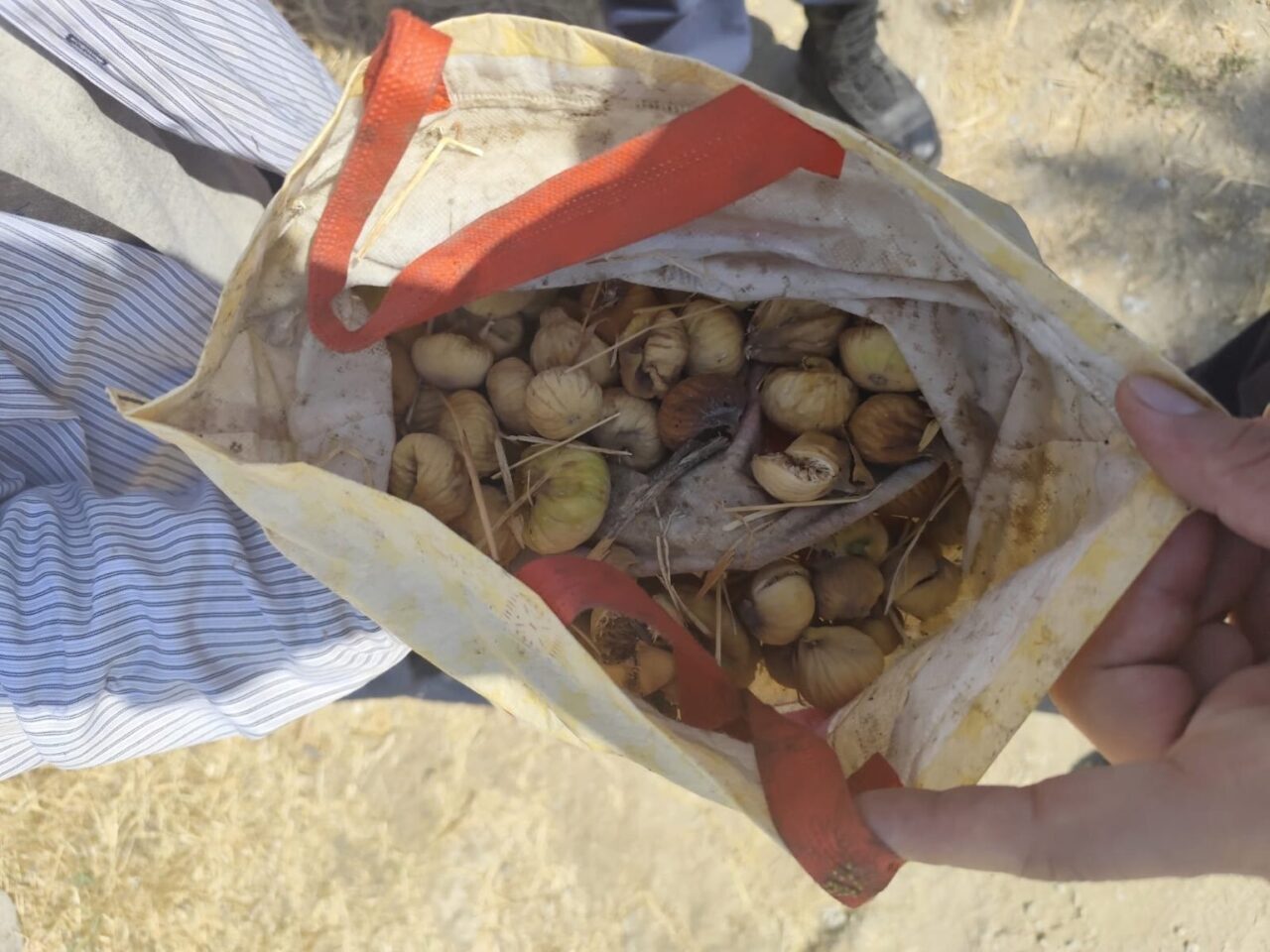 Aydın’ın Koçarlı ilçesinde bir bahçeden incir çalan şahıs jandarma ekipleri