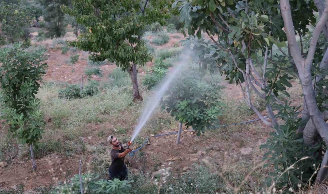 Türkiye’nin en önemli incir üretim merkezi Aydın’da incir meyvelerinde Akdeniz