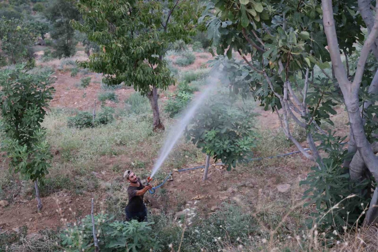 Türkiye’nin en önemli incir üretim merkezi Aydın’da incir meyvelerinde Akdeniz
