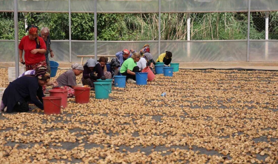 Dünyanın en kaliteli incirlerinin yetiştiği Aydın’da hasat sonrası toplanan incirler