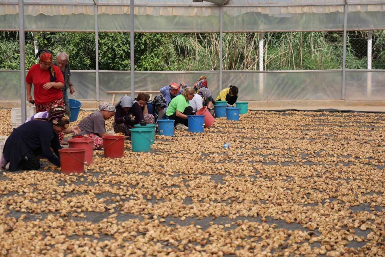 Dünyanın en kaliteli incirlerinin yetiştiği Aydın’da hasat sonrası toplanan incirler