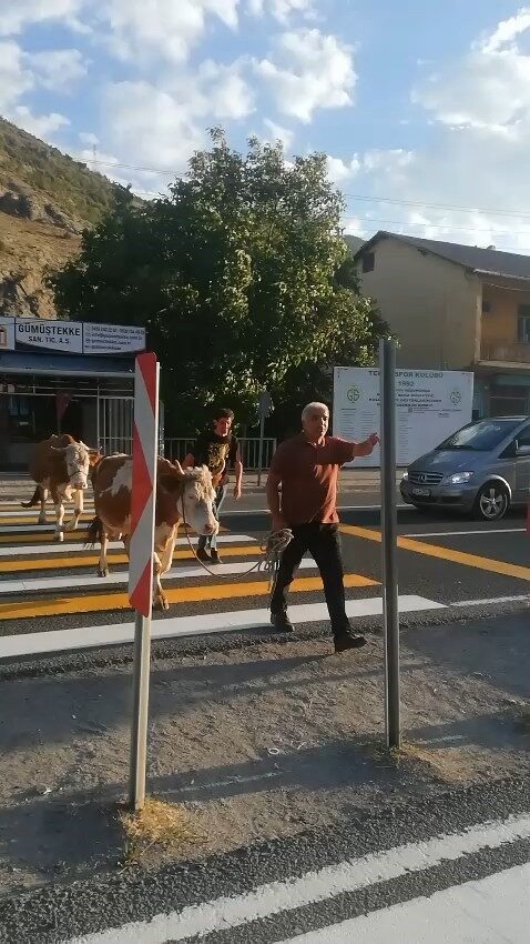 Gümüşhane’nin merkeze bağlı Tekke beldesinde bir vatandaş, büyükbaş hayvanlarını trafiğin