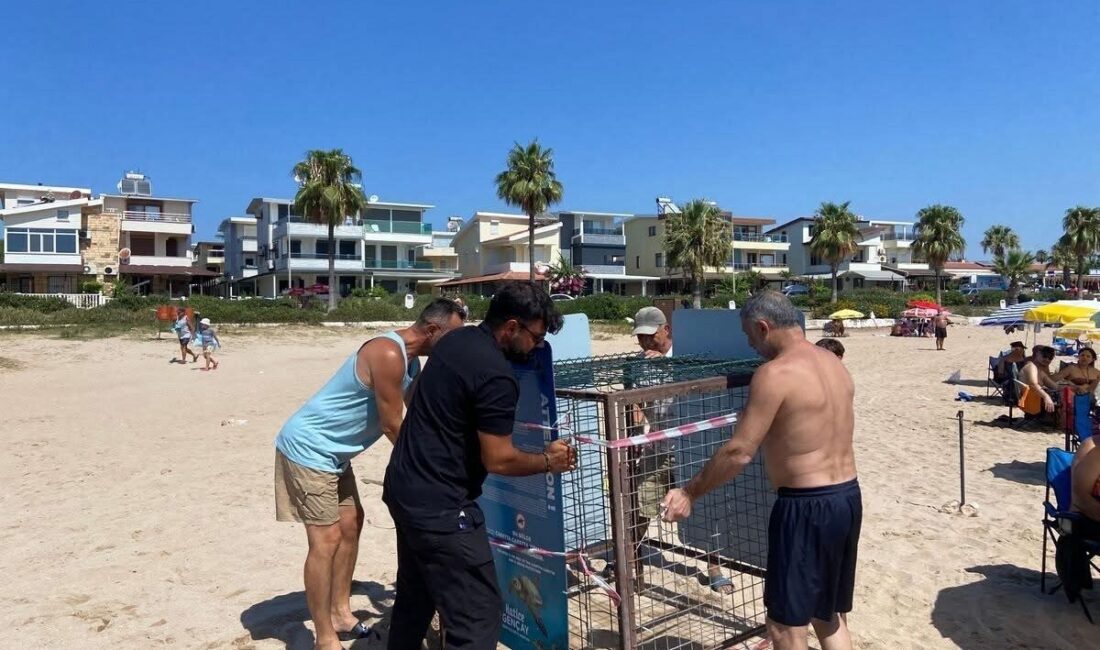 Kuşadası Kocagöl ve Didim 3. Koy’da yavru caretta carettalar sahile