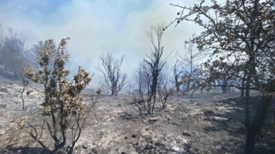 İzmir’in Seferihisar ilçesinde ormanlık alanda çıkan yangına, havadan ve karadan