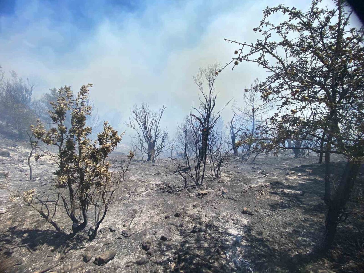 İzmir’in Seferihisar ilçesinde ormanlık alanda çıkan yangına, havadan ve karadan