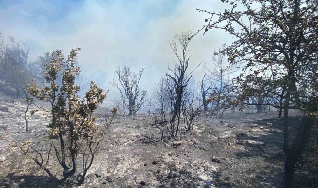İzmir’in Seferihisar ilçesinde ormanlık alanda çıkan yangın, havadan ve karadan