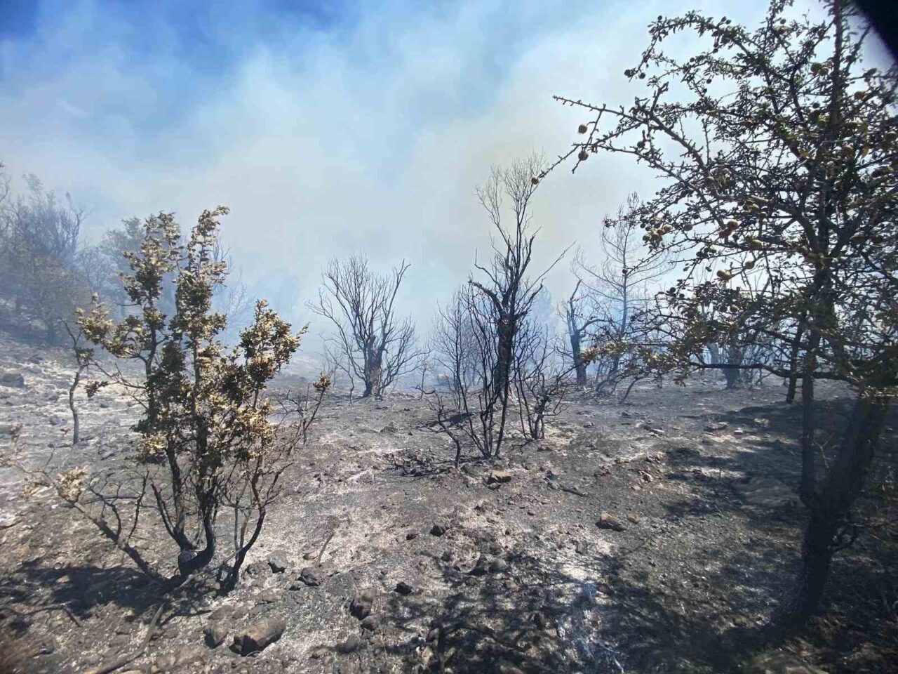 İzmir’in Seferihisar ilçesinde ormanlık alanda çıkan yangın, havadan ve karadan