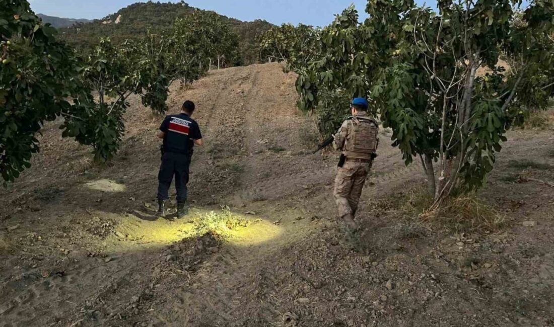 Aydın’ın İncirliova ilçesinde sahaya inen jandarma ekipleri, incir hırsızlarına geçit