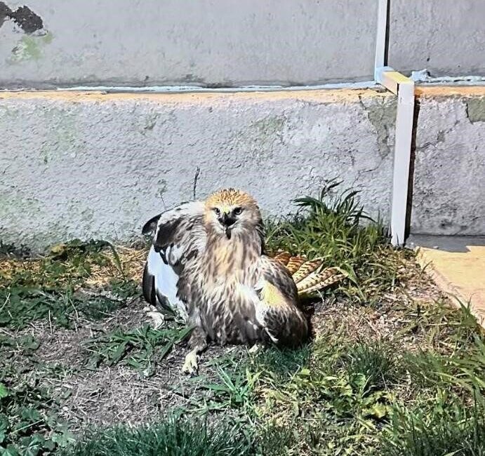KIRŞEHİR (İHA) – Kırşehir’in Mucur ilçesinde devriye görevini sürdüren jandarma