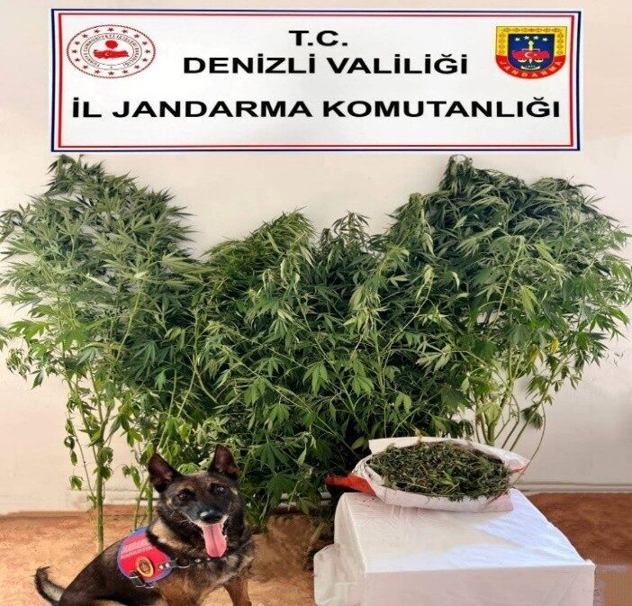 Denizli’de jandarma ekipleri tarafından gerçekleştirilen uyuşturucu operasyonunda 24 kök kenevir,