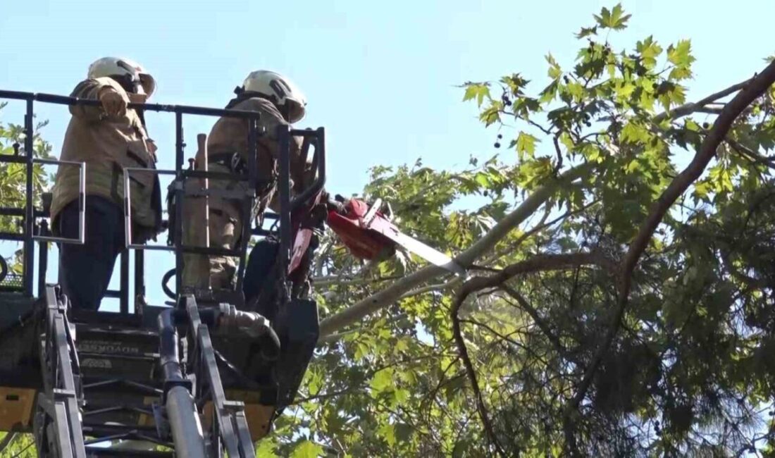 Kadıköy’de etkisini artıran kuvvetli rüzgar, bir ağacın kırılmasına neden oldu.