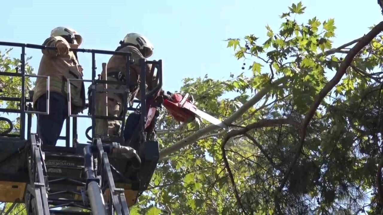 Kadıköy’de etkisini artıran kuvvetli rüzgar, bir ağacın kırılmasına neden oldu.
