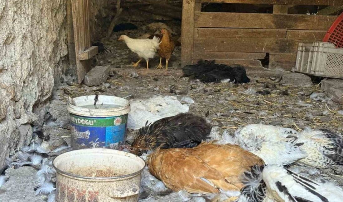 Kocaeli’nin Kartepe ilçesinde 22 yıllık emeğini adadığı 40 tavuğu köpek