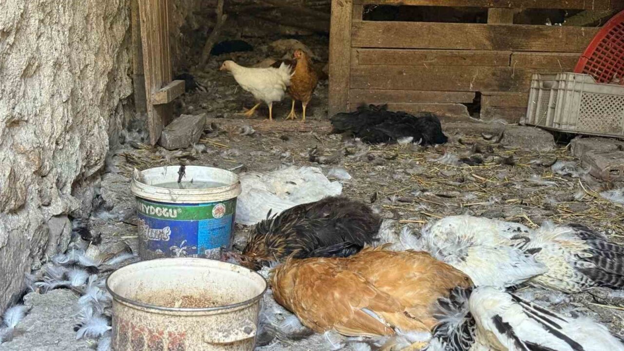 Kocaeli’nin Kartepe ilçesinde 22 yıllık emeğini adadığı 40 tavuğu köpek