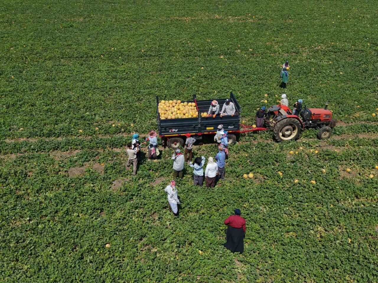 Samsun Bafra Ovası’nın bereketi sadece verimli topraklardan değil, o toprağı
