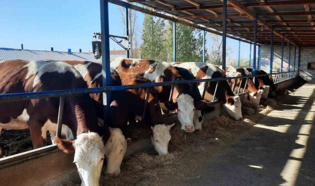 Sivas’ta ‘Kırsal Kalkınmada Uzman Eller Projesi’ ile hibe desteği alan