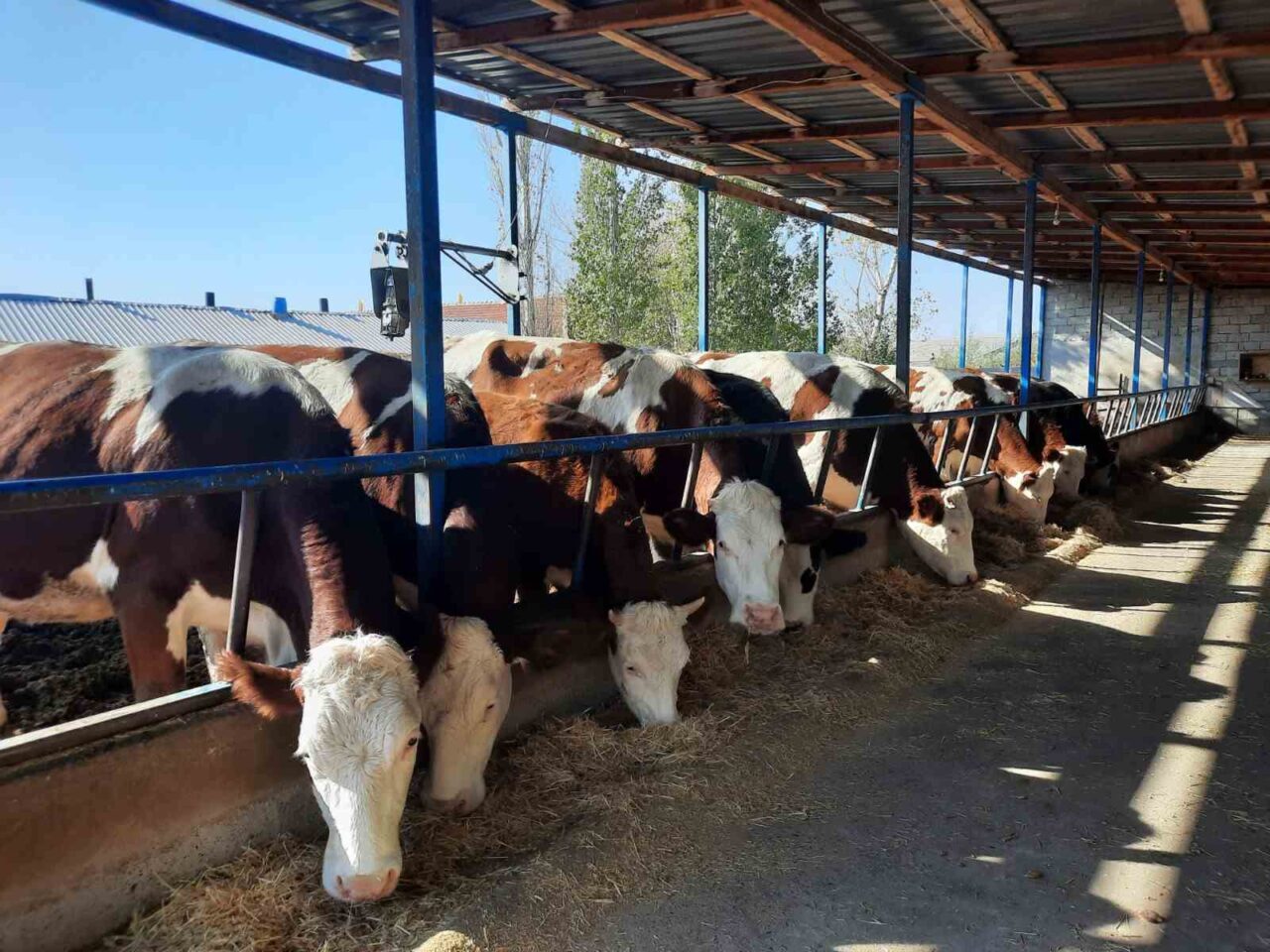 Sivas’ta ‘Kırsal Kalkınmada Uzman Eller Projesi’ ile hibe desteği alan