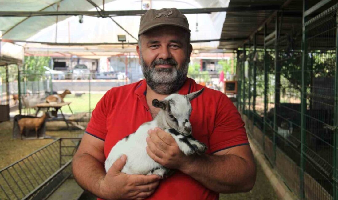 Antalya’da yerdeki poşeti başına geçirip diğer keçilere kabusu yaşatan cüce