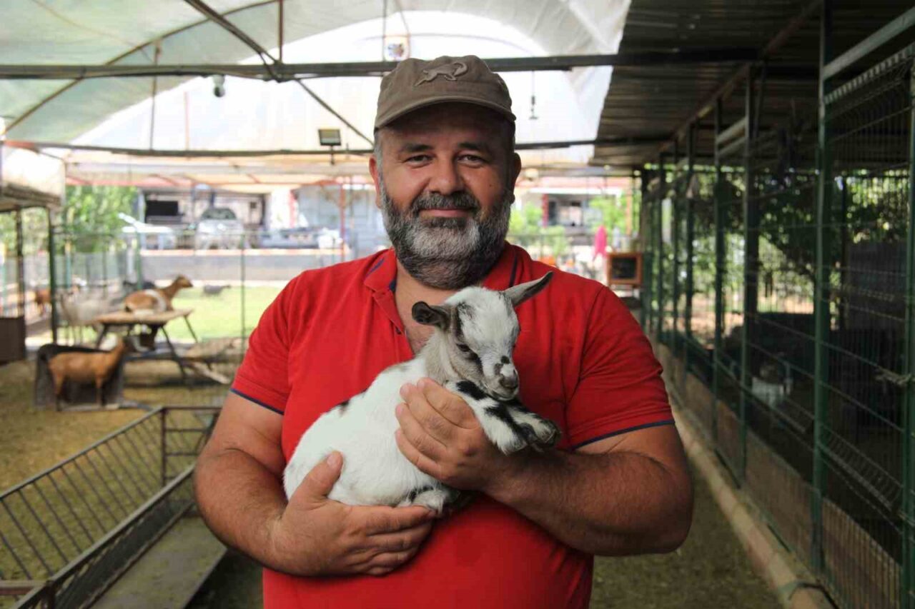 Antalya’da yerdeki poşeti başına geçirip diğer keçilere kabusu yaşatan cüce