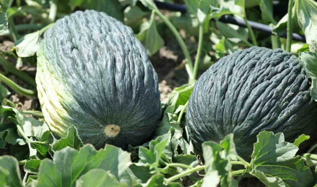 Yaklaşık on yıldır hastalıklar ve kuraklık yüzünden tarlada çürüyen Kahramankazan