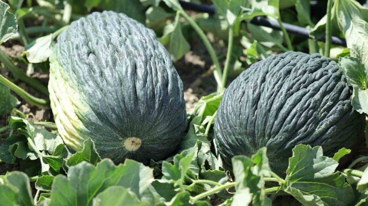 Yaklaşık on yıldır hastalıklar ve kuraklık yüzünden tarlada çürüyen Kahramankazan