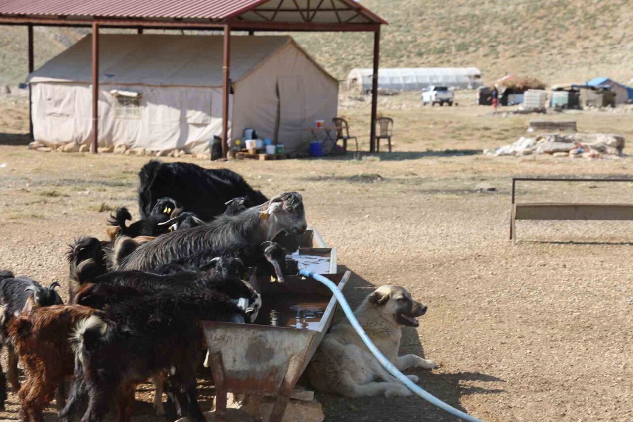 Kahramanmaraş’ta yüzyıllardır süren konargöçer geleneği yaz aylarında yeniden canlanıyor. Çobanlar,