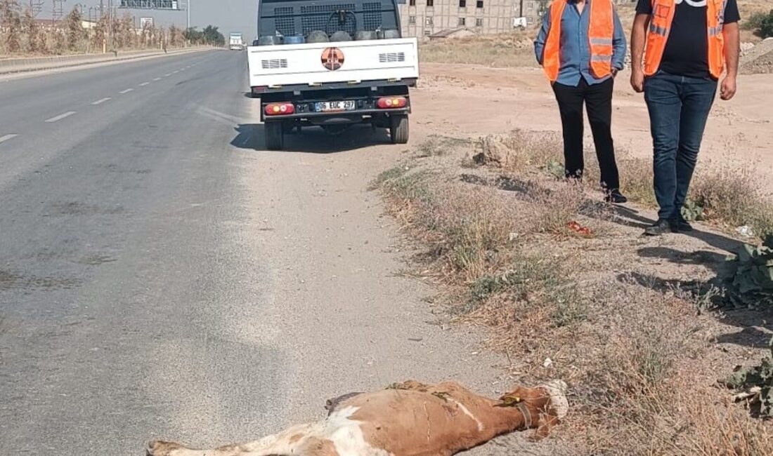 Hakkari’nin Yüksekova ilçesinde kamyonetin çarptığı buzağı telef oldu. Edinilen bilgilere