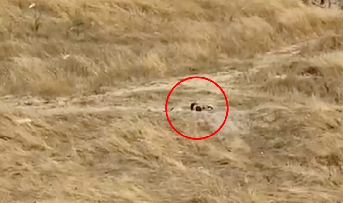 Tekirdağ Kapaklı ilçesi İnönü Mahallesi’nde, çocuk parkı yanındaki boş arazide