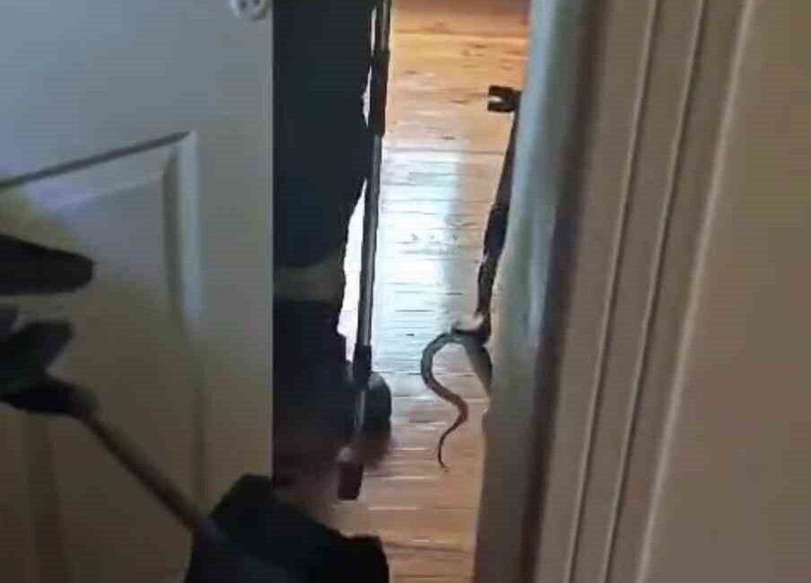 Karabük’ün Safranbolu ilçesinde bir eve giren yılan, itfaiye ekipleri tarafından