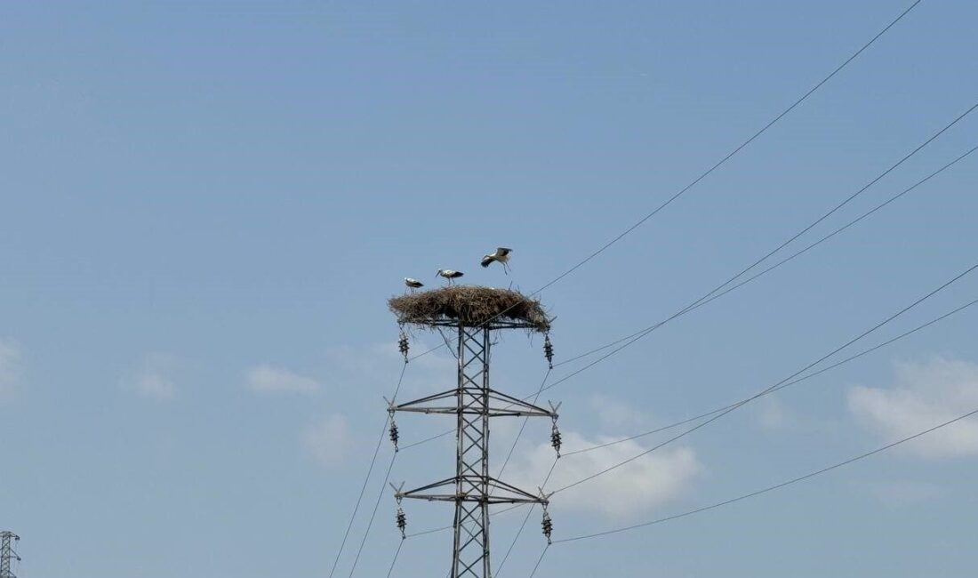 Karabük’te leylek sürüsü ve yuvaları dronla görüntülendi Karabük’te Soğanlı Çayı kıyısında bir arada bekleyen leylek sürüsü ile