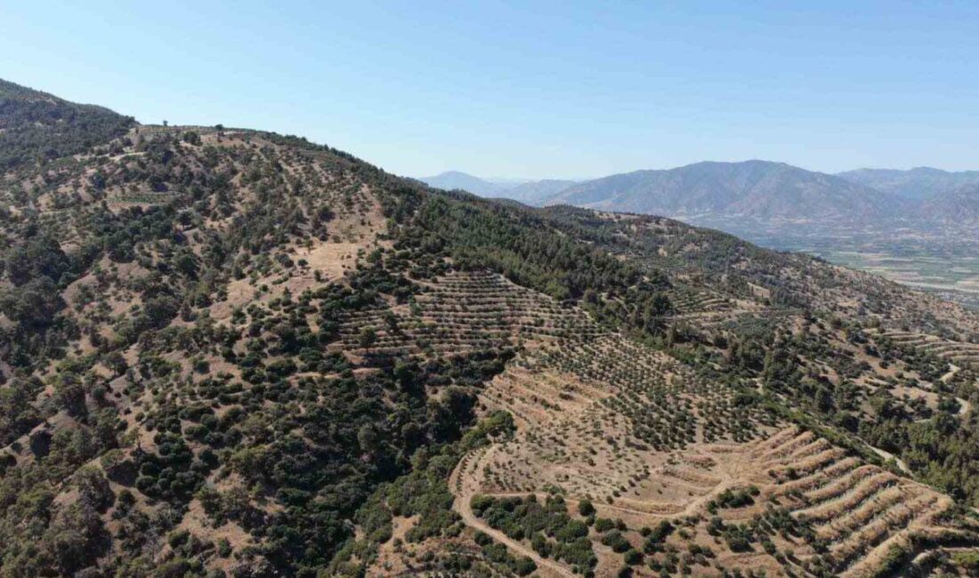 Türkiye’nin en sıcak illerinden olan Aydın’da etkisini sürdüren sıcak havalar
