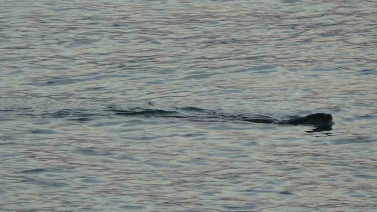 Karadeniz’de son günlerde denizde sık rastlanan su samurları vatandaşları tedirgin