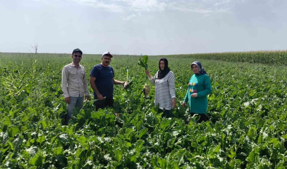 Konya’nın Karapınar ilçesinde baharlık ürünlerdeki bitki gelişimi yerinde gözlemlendi ve