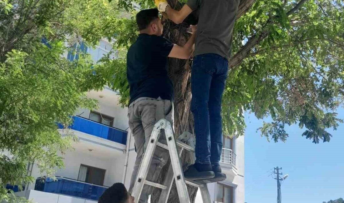 Konya’nın Karapınar ilçesinde otogar yolunda ağaca çıkan kedi, esnafın yardımıyla