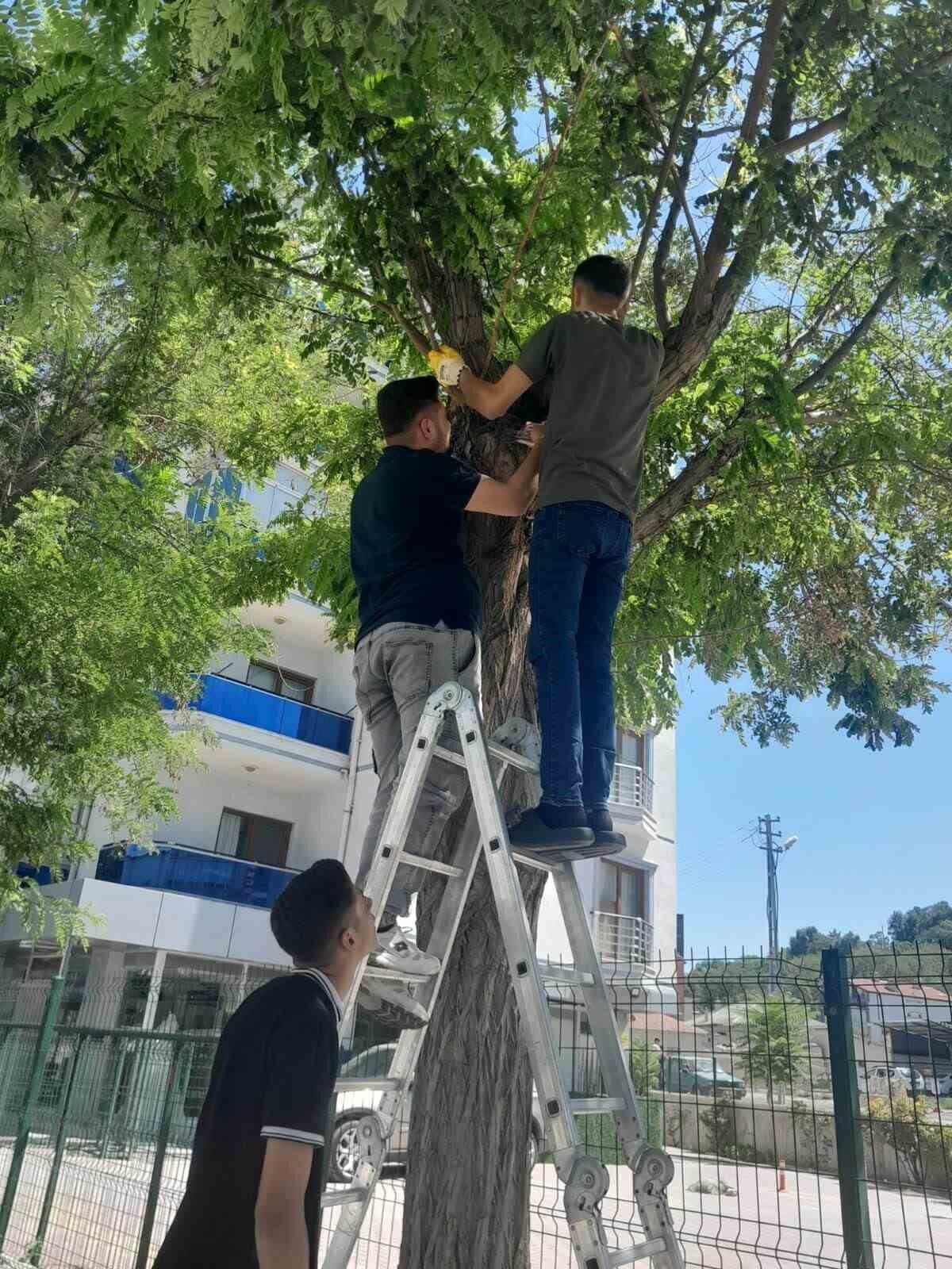 Konya’nın Karapınar ilçesinde otogar yolunda ağaca çıkan kedi, esnafın yardımıyla