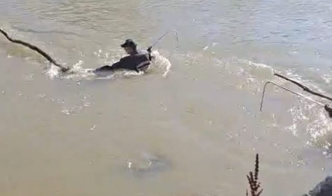 Erzurum’un Aşkale ilçesinde dün gece meydana gelen trafik kazasında Karasu