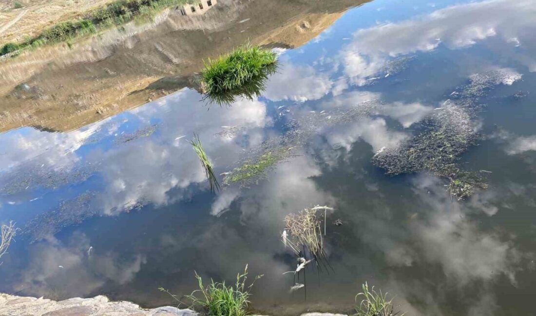 Erzurum’un Aşkale ilçesinde ölü balıklar ilçe genelinde korku saçıyor. Alınan
