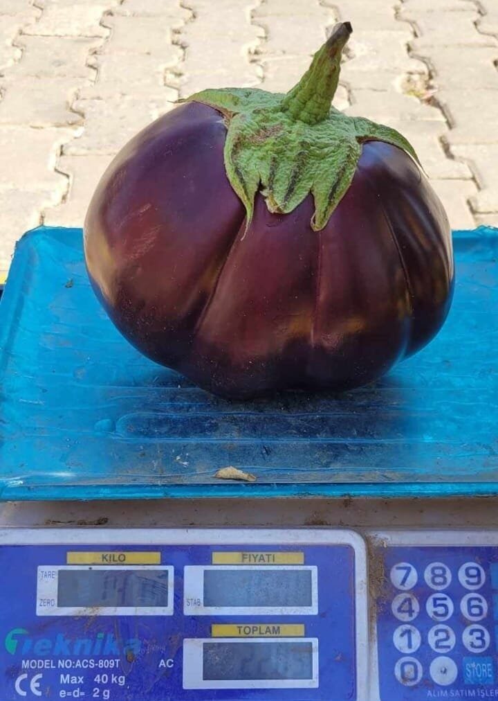 Erzincan’ın Kemaliye ilçesinde çiftçi Yavuz Erol tarafından yetiştirilen ve adeti