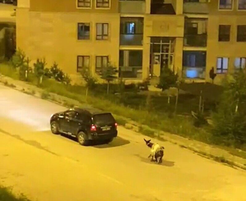Kars’ta üzerinde yük olan eşeği arabaya bağlayıp, zorla çeke çeke