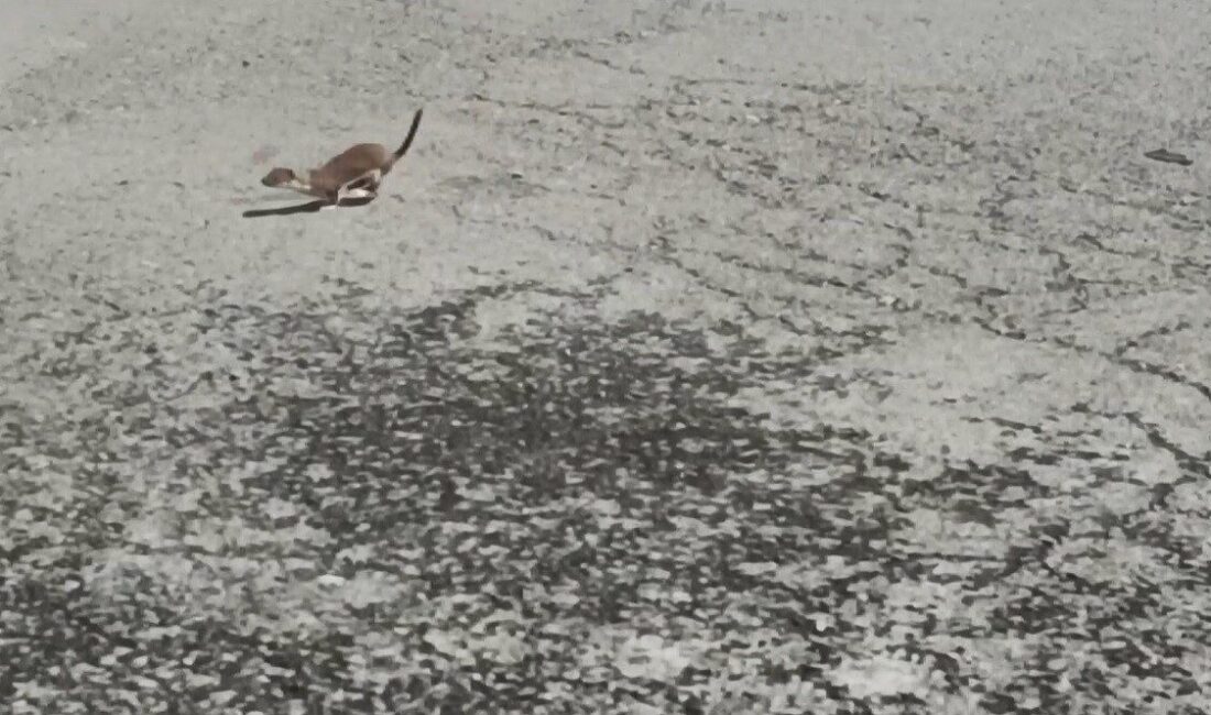 Nesli tükenmekte olduğu için koruma altında bulunan ve çok hızlı