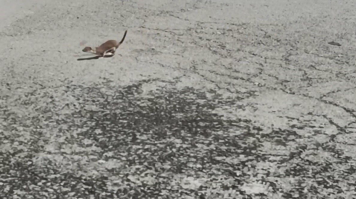 Nesli tükenmekte olduğu için koruma altında bulunan ve çok hızlı