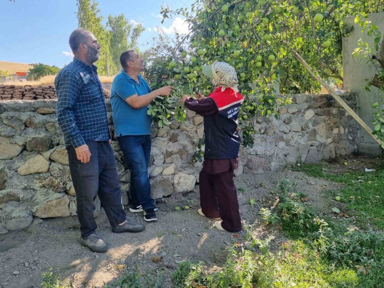 Kars’ta tarımsal üretimi artırmak amacıyla meyve ağaçlarında aşılama çalışmaları yapılıyor.