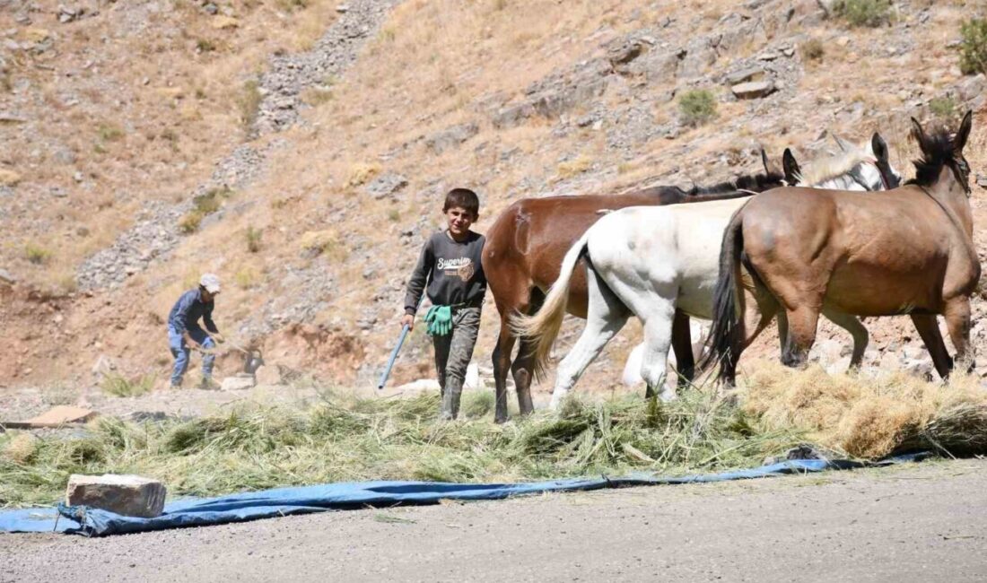 Şırnak’ın Uludere ilçesindeki çiftçiler kış öncesi hazırlıklarına başladı. Yaylada katırlarla